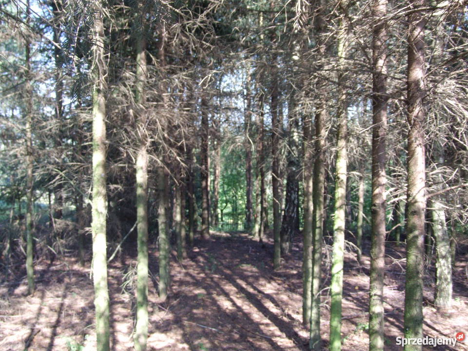Piękna działka w Siemieniu Nadrzecznym drewniane podlaskie Siemień Nadrzeczny sprzedam