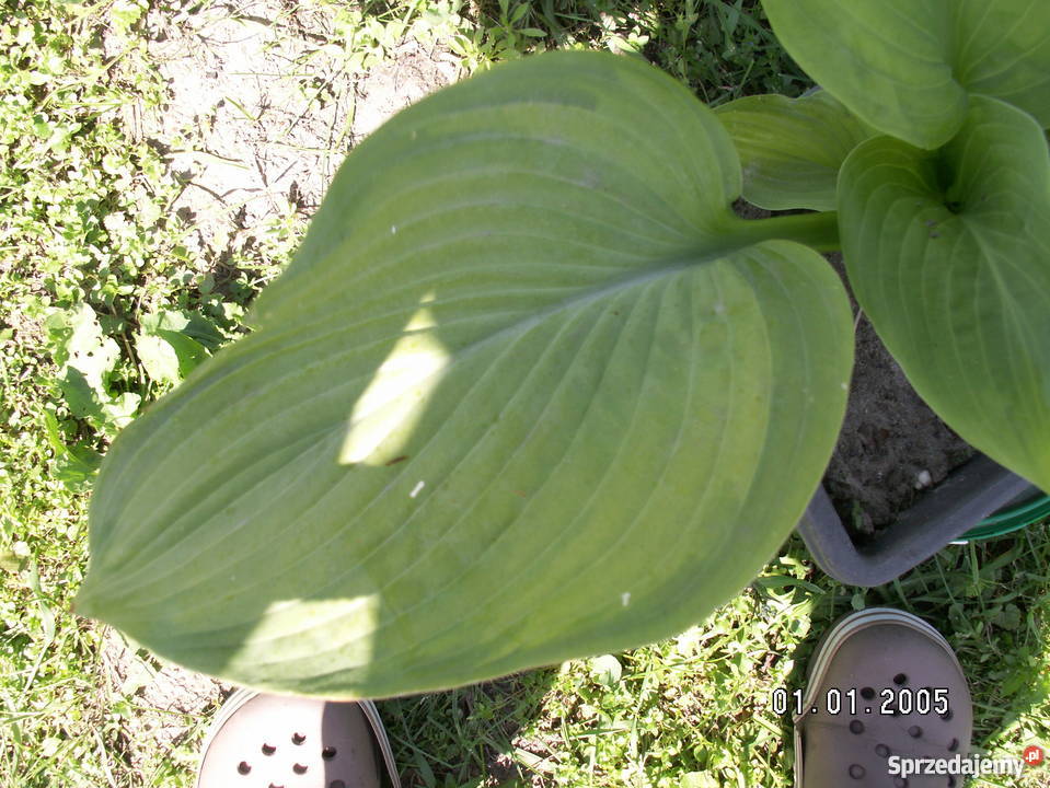 Sprzedam hosty funkie Śląsko