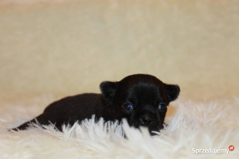 Chihuahua krótkowłosa dziewczynka ZKwP FCI Świnoujście