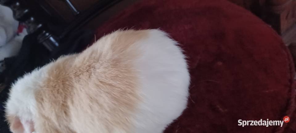 TEDDY SAMCZYK 55 MIESIĘCZNY GRUBAS Z KARMELOWYMI Poznań