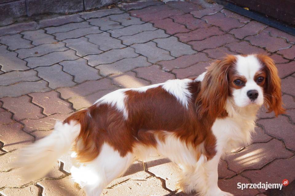 cavalier king charles spaniel Radom sprzedam