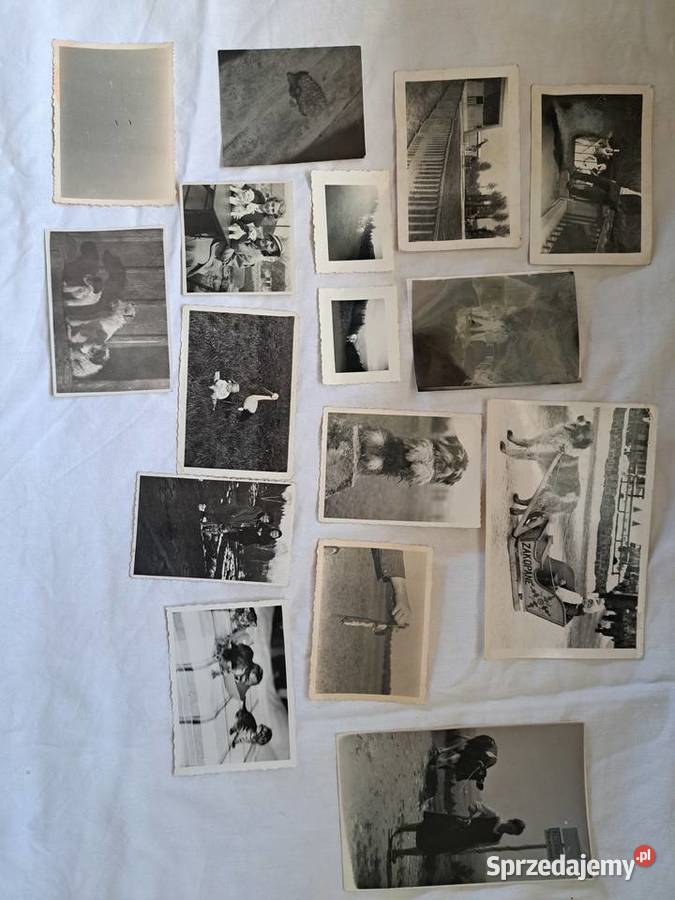 Stare fotografie 16 zwierzęta 1930 1970 do