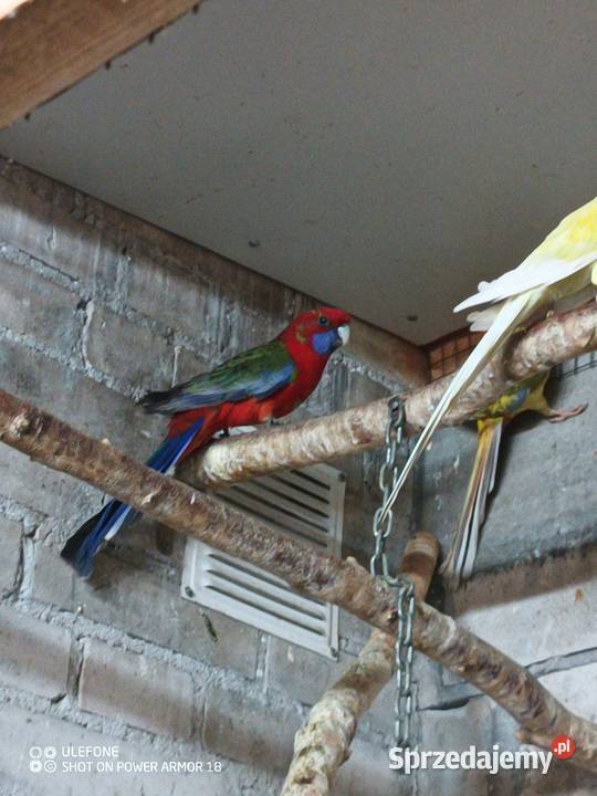 Aleksandretty dorosłe Ptaki Sępólno Krajeńskie