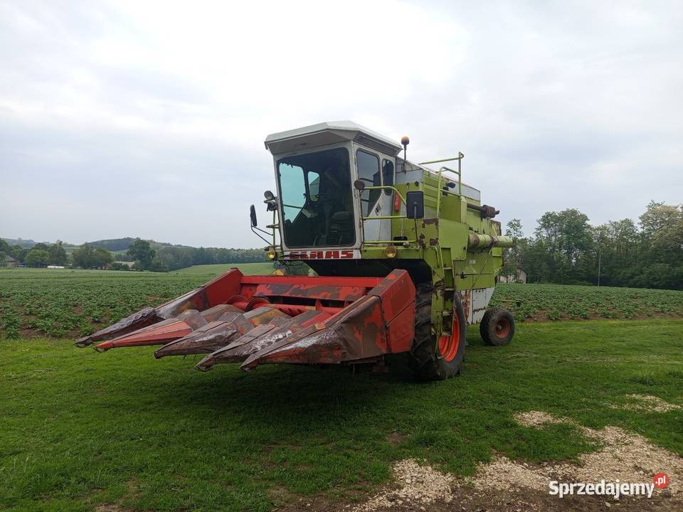 Claas dominator 66heder 36przystawka do Zbożowe świętokrzyskie Kazimierza Wielka