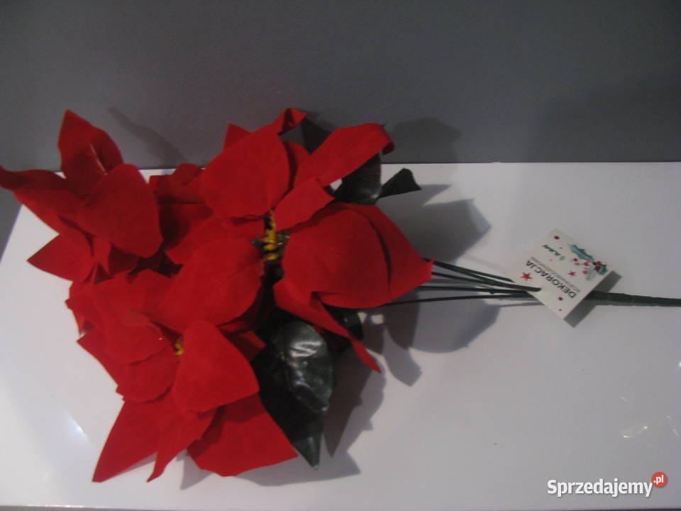 Nowe gwiazda betlejemska świąteczna Włocławek