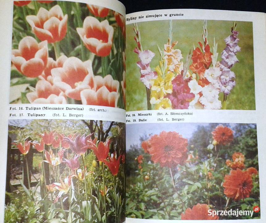 Działka piękny bukiet Izabela Kiljańska