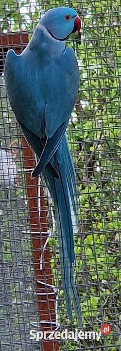 Aleksandretta obrożna łatwo się oswaja i można Poznań