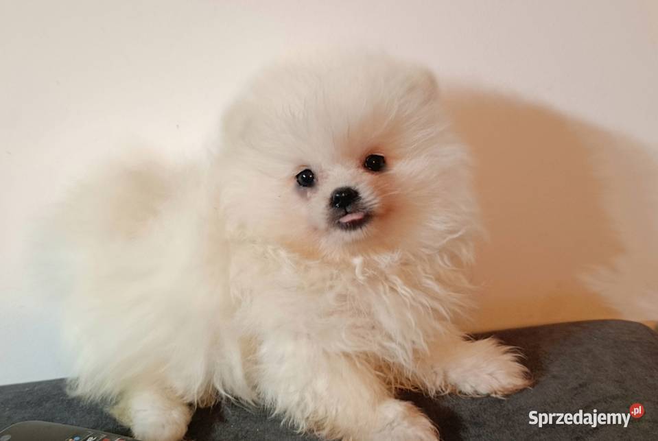 Szpic miniaturowy Pomeranian podkarpackie