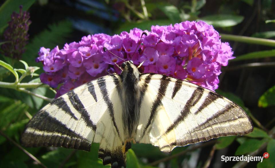 Budleja x2 kwiat motyli świetny podkarpackie Przemyśl