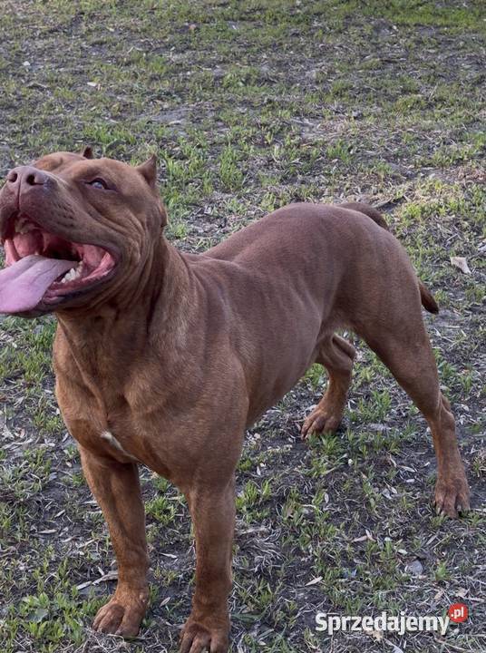 Pitbull Reproduktor Chodzież