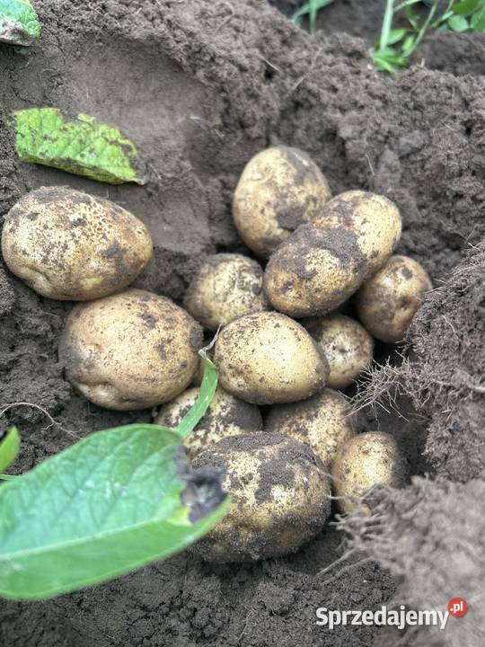 Ziemniaki GalaVineta Nowogard