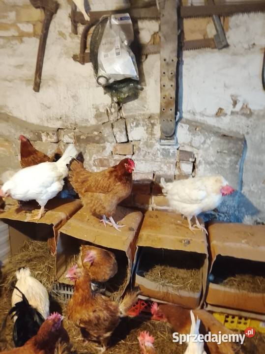 Sprzedam kury nioski Brzeźno
