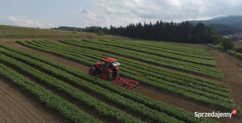 Winorośl Kiszmisz BU Duży beznasienny winogron Rośliny Łazy Brzyńskie