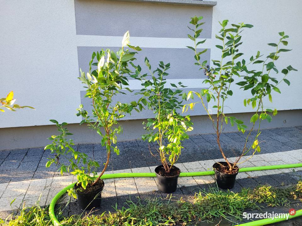 Wielkie krzewy borówki amerykańskiej 8090 Żłobizna