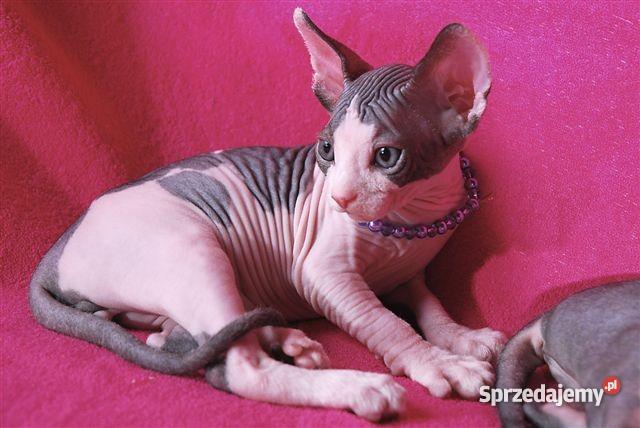 Kocięta SPHYNX CANADIAN EUROPA CHAMPIONIE