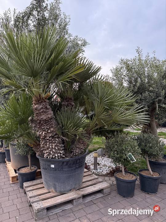 Palma Chamaerops humilis duża karłatka Częstochowa