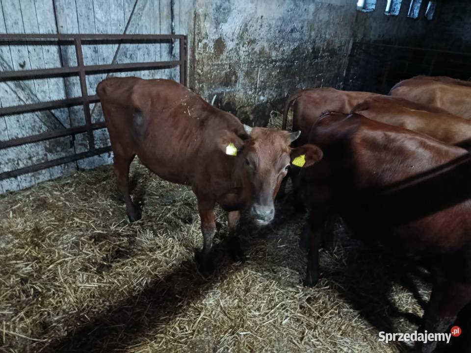 Sprzedam jałówki rp Suwałki