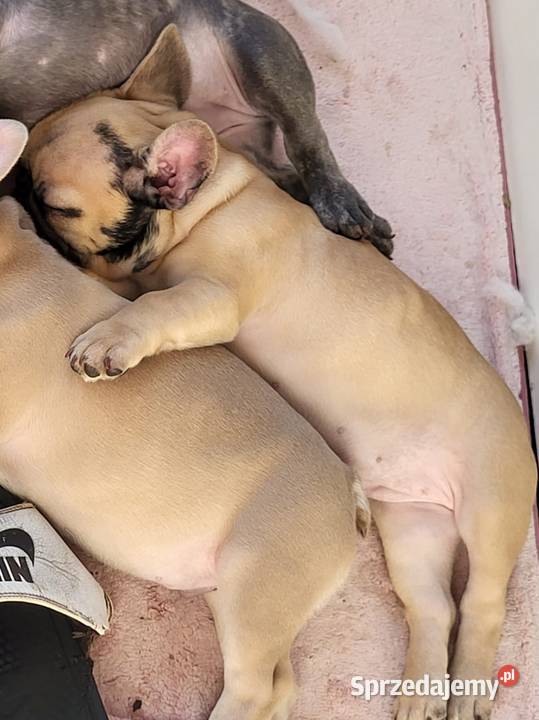 Buldog francuski Lubin