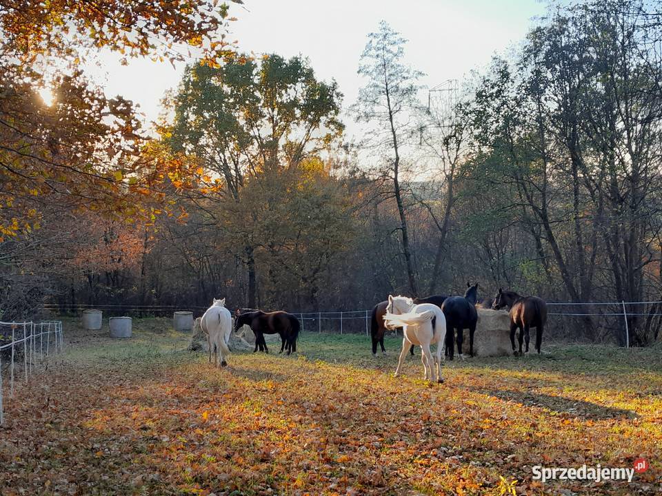 Ośrodek jeździecki stajnia pensjonat hotel koni