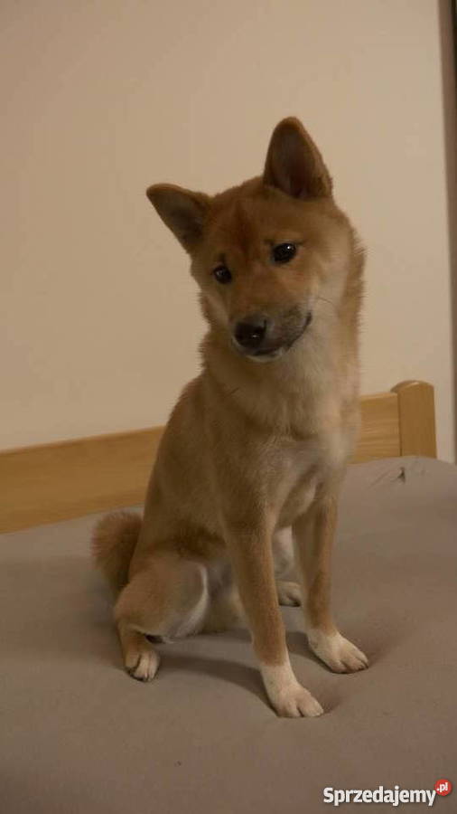Shiba Inu cudowny psiak z RODOWODEM warmińsko-mazurskie Iława