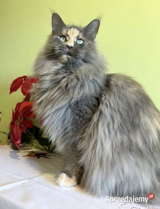 Maine Coon niebieski kocurek dolnośląskie Wińsko