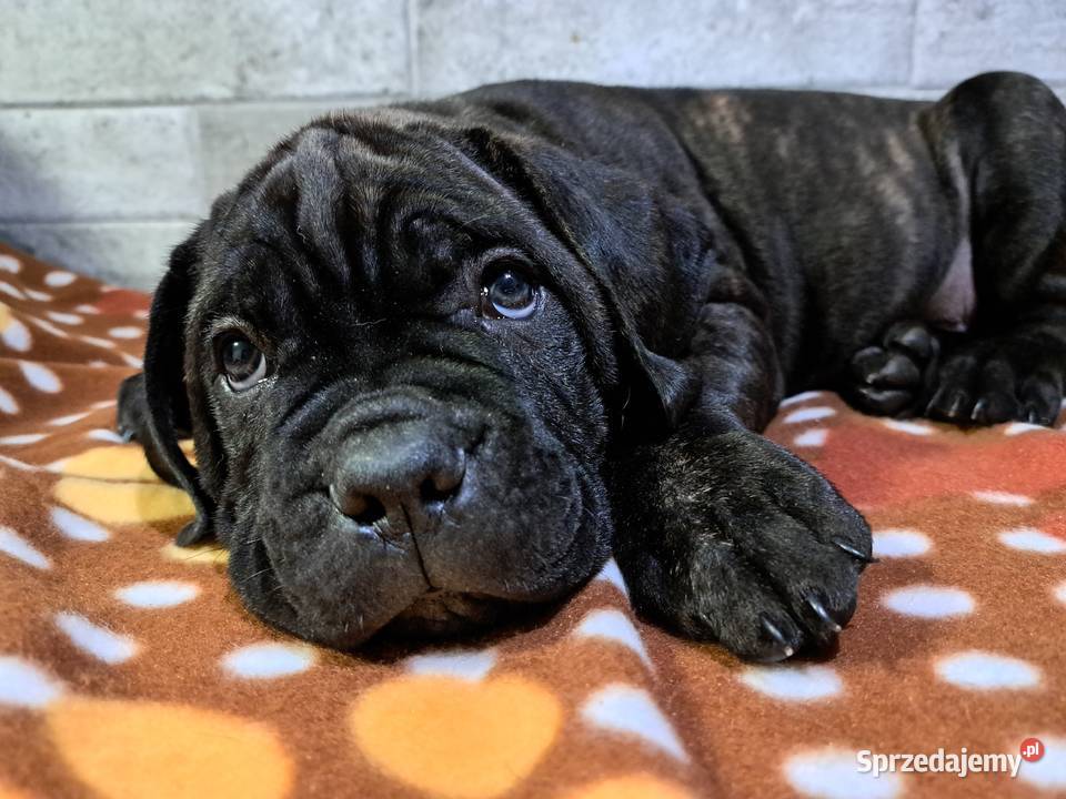 Cane coso szczenie