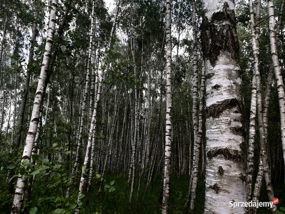 Działka Leśna Las 051 ha Kramkowo