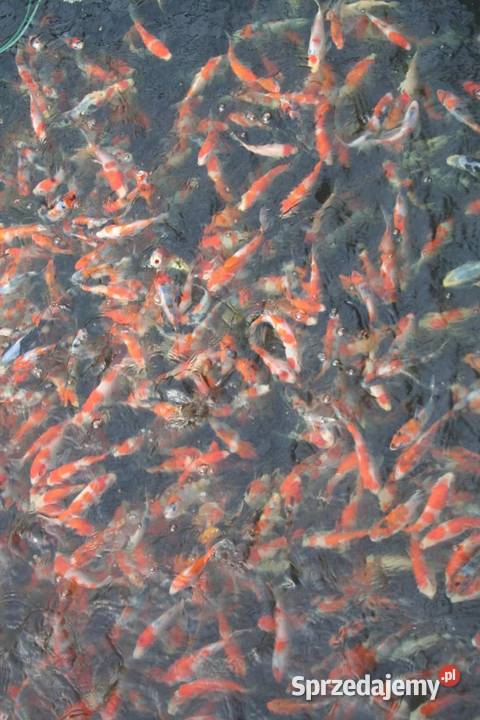 Ryby Jesiotr Albinos biały Rosyjski Karaśie Kleczew