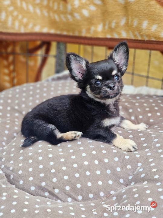 Mały piesek chihuahua długowłosy TRICOLOR