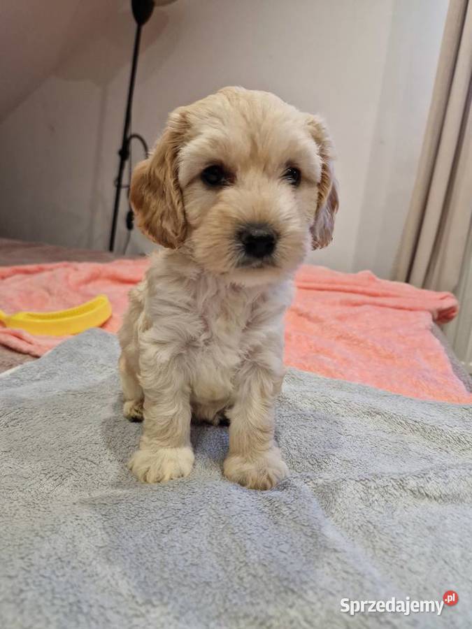 Cockapoo szczeniaki cockapoo świętokrzyskie Sandomierz