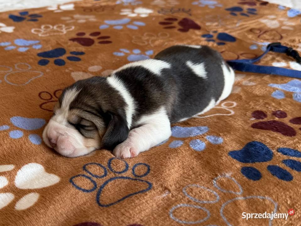 Piesek Beagle ZkwpFCI Championach DNA Beagle Sułkowice sprzedam