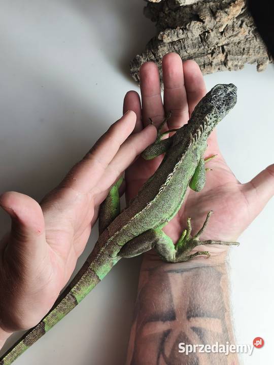 Legwan zielony Iguana iguana z legalnego sklepu Wałbrzych