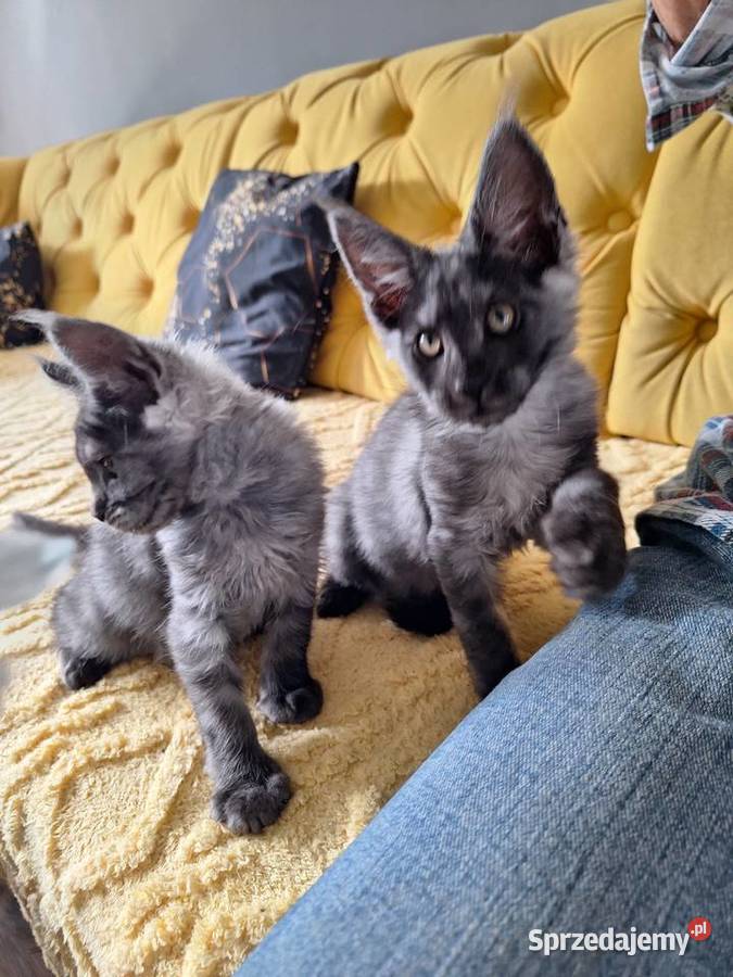 Czarny srebrny Maine coon Żurawia sprzedam