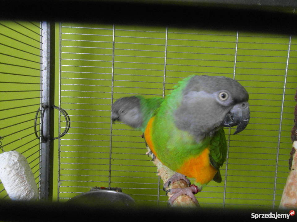 Sprzedam afrykanka senegalska dobrana para Stargard Szczeciński