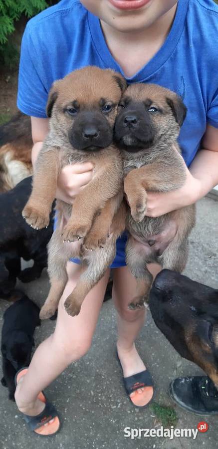 Szczeniaczki owczarku i cane corso Psy małopolskie Tarnów