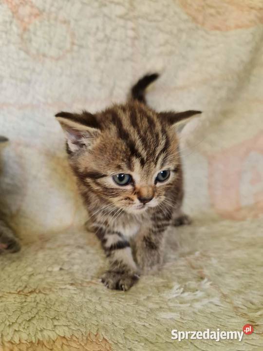 Kotki brytyjskie bez rodowodu Wołczyn
