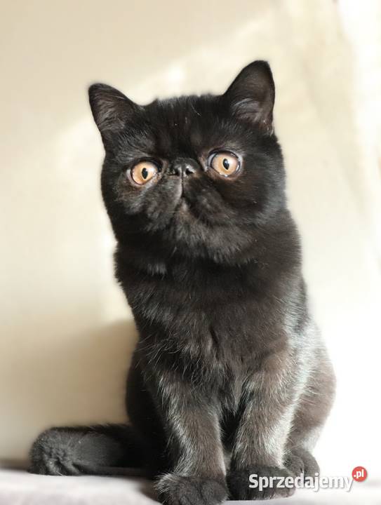 Czarne kocurki egzotyczne rodowód FPL Warszawa