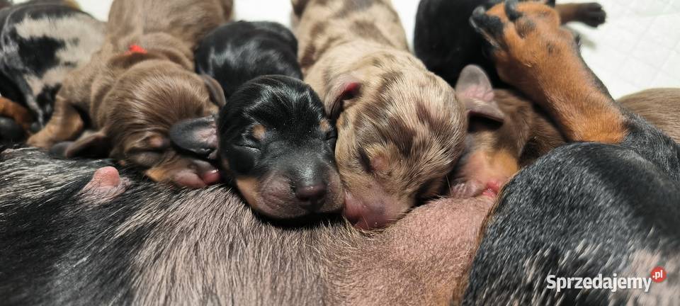 Jamnik krótkowłosy miniaturowy sprzedam