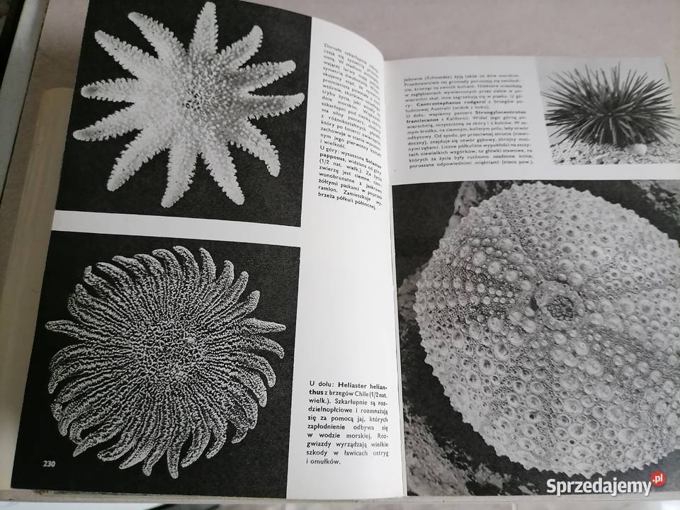 Wielki atlas zwierząt VJ Stanek biologia, ekologia Książki naukowe i popularnonaukowe mazowieckie Radom