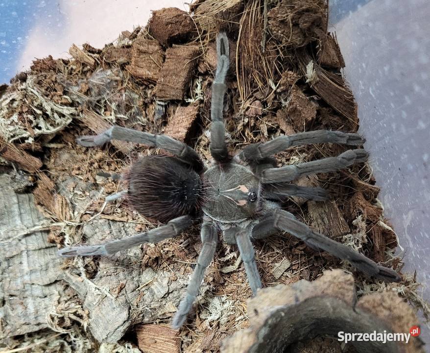 Ptasznik Pamphobeteus sp machala samiec 4DC Kraków