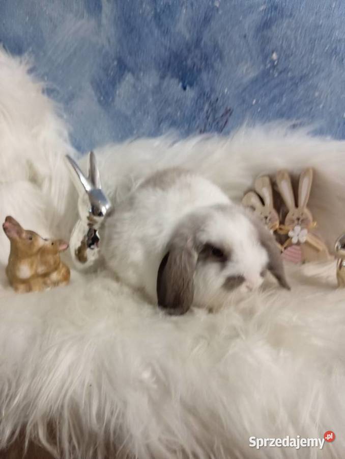 Mini lop karzełek Teddy lewek mini rex króliki