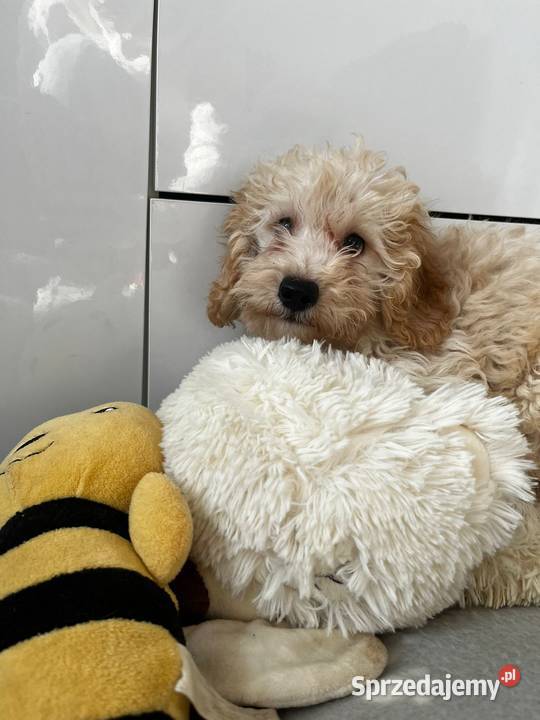 Śliczna sunia pudel Jordanów