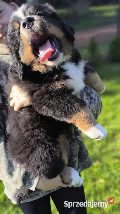 Berneński Pies Pasterski Kłodzko