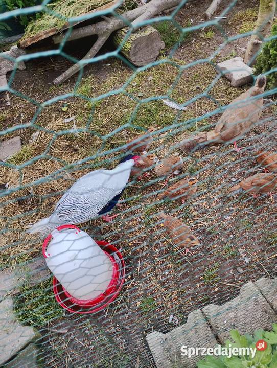 Bazanty srebrne młodzież Ptaki Przydwórz