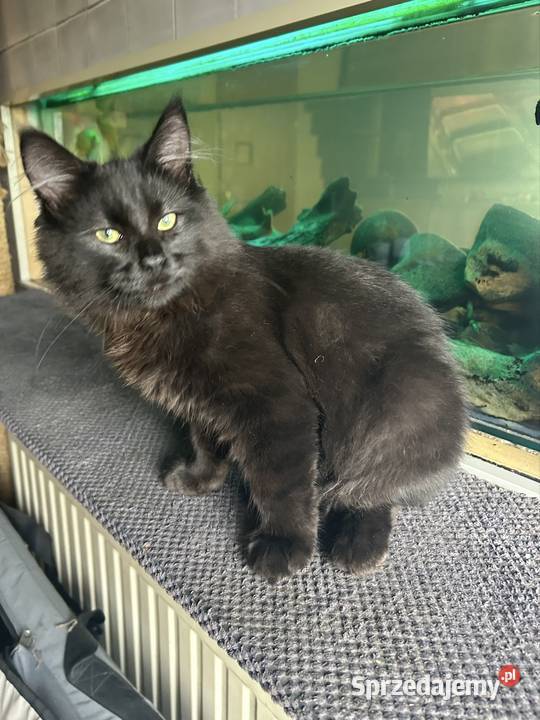 Kocurek Norweski Leśnygotowy do zmiany domu Rybnik