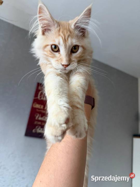 Maine Coon 3 kocurki Starogard Gdański sprzedam