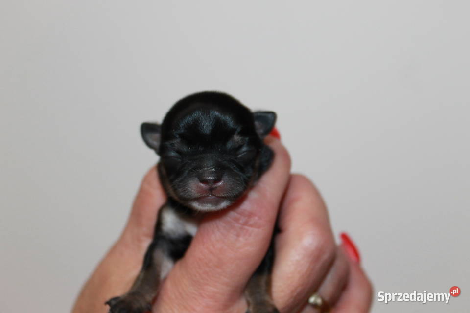 Chihuahua suczka ZKwP FCI Prawdziwy rodowód Świnoujście sprzedam