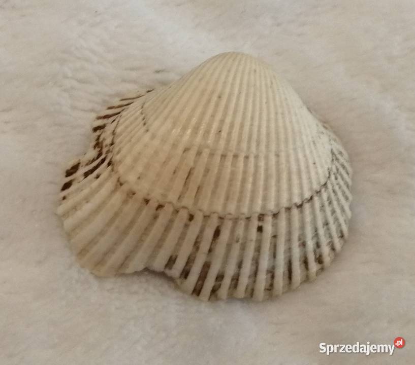 Muszla 32 65 Kreatywne Czeladź