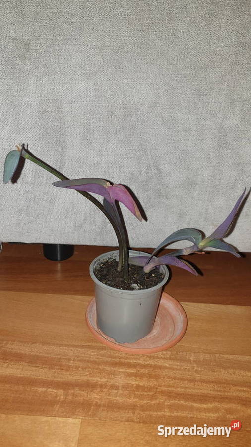 Trzykrotka setkrezja purpurowa szybko rośnie wys Warszawa