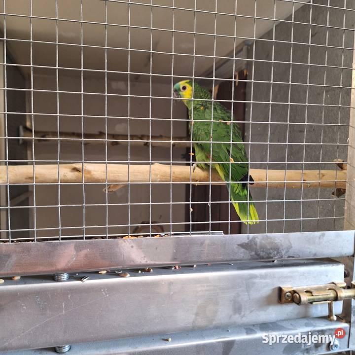 Papuga Amazonka Niebieskoczelna Wodzisław Śląski